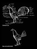 Cocks.jpg image by PeeOnTree